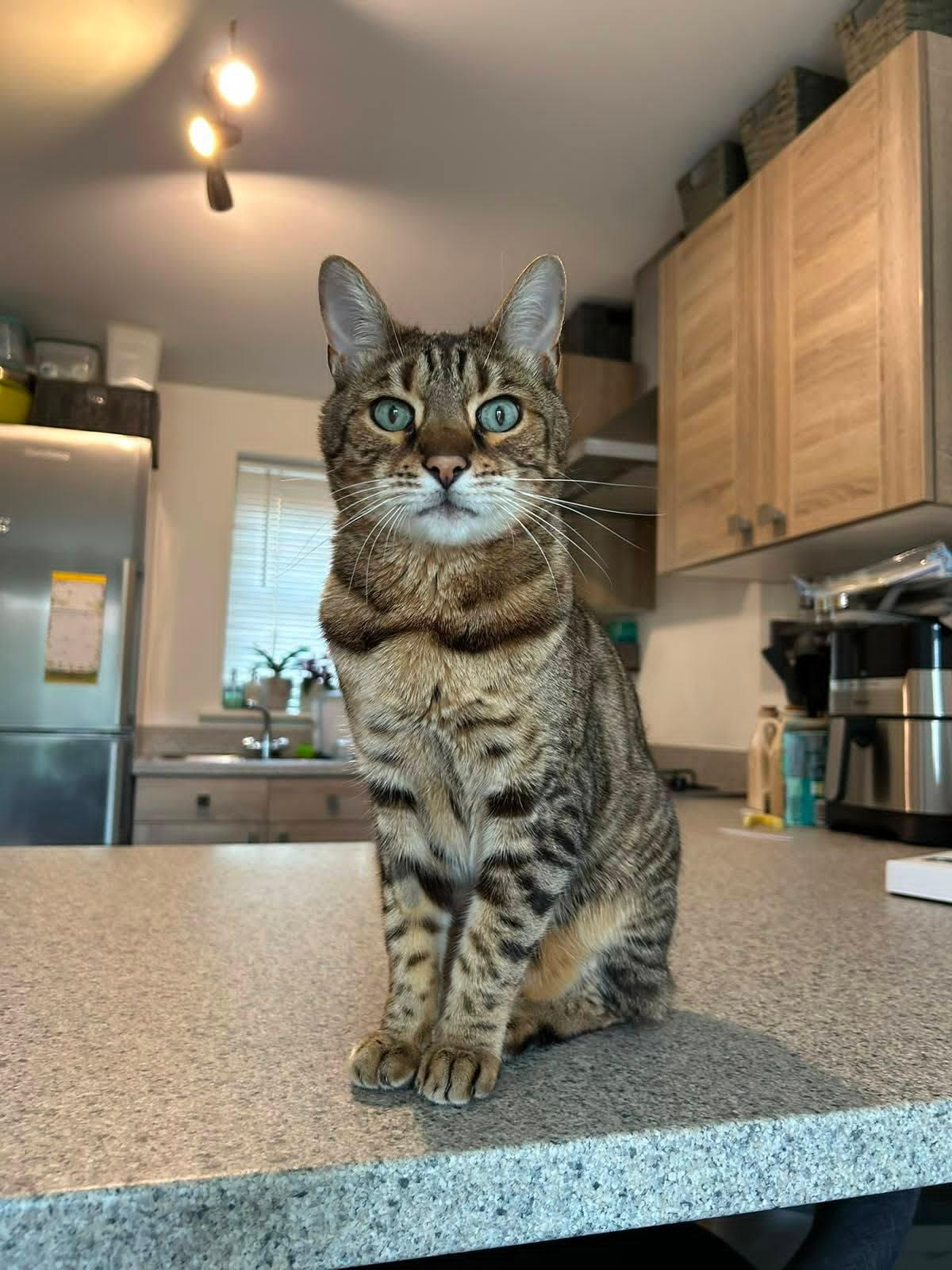 A bengal cat sits on the counter and looks at the camera