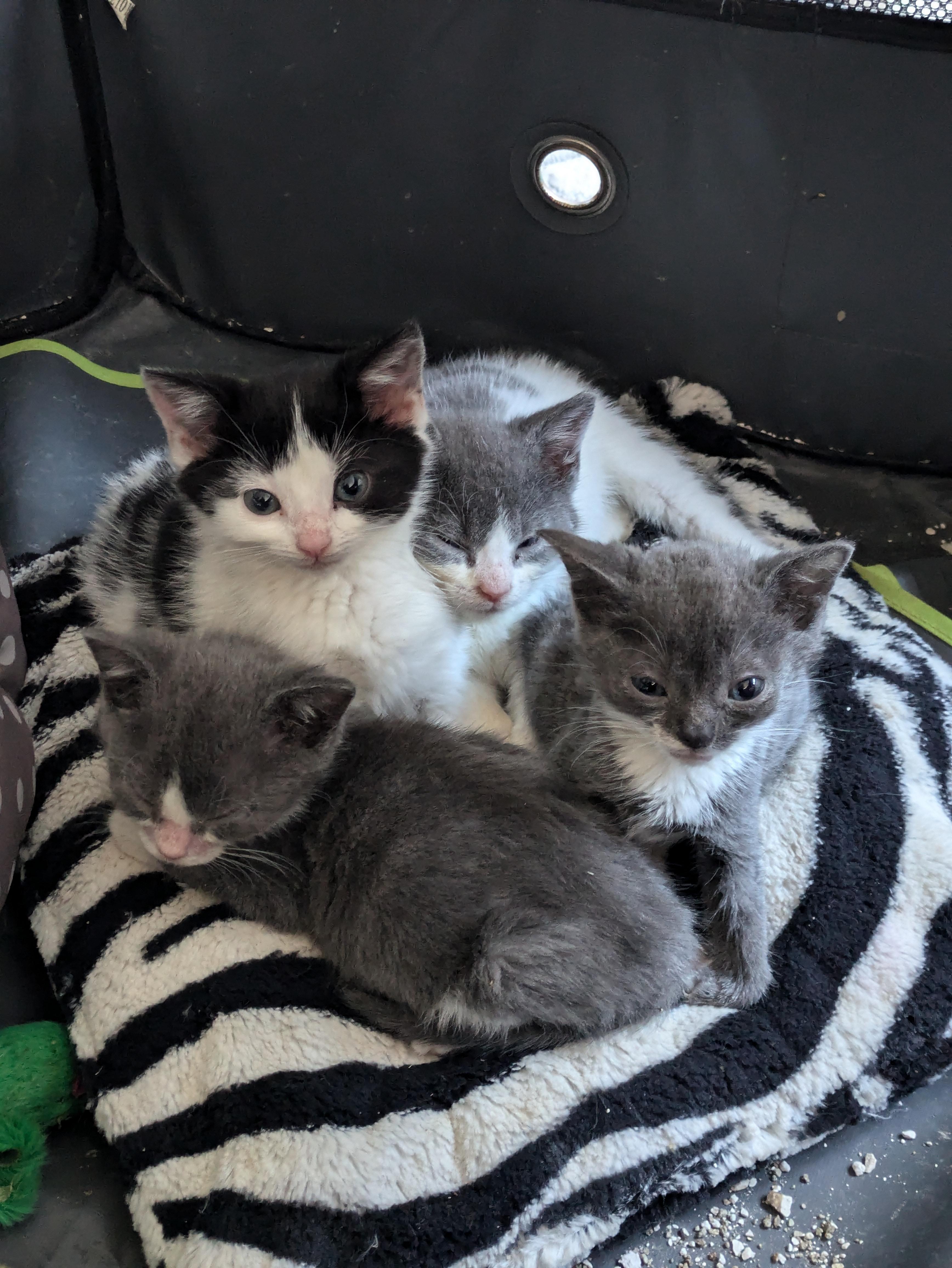 The Farm Litter