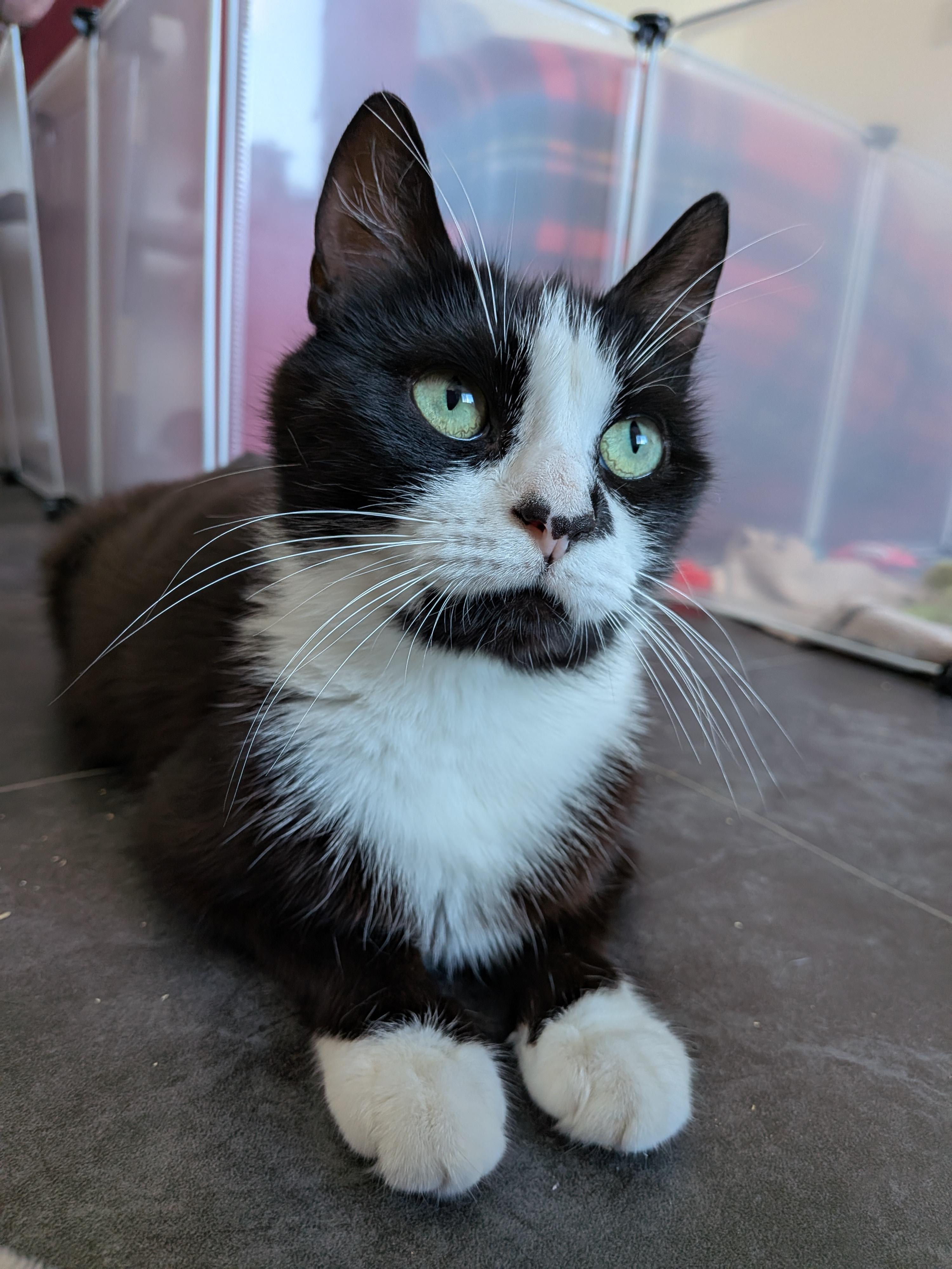 A black and white tuxedo cat
