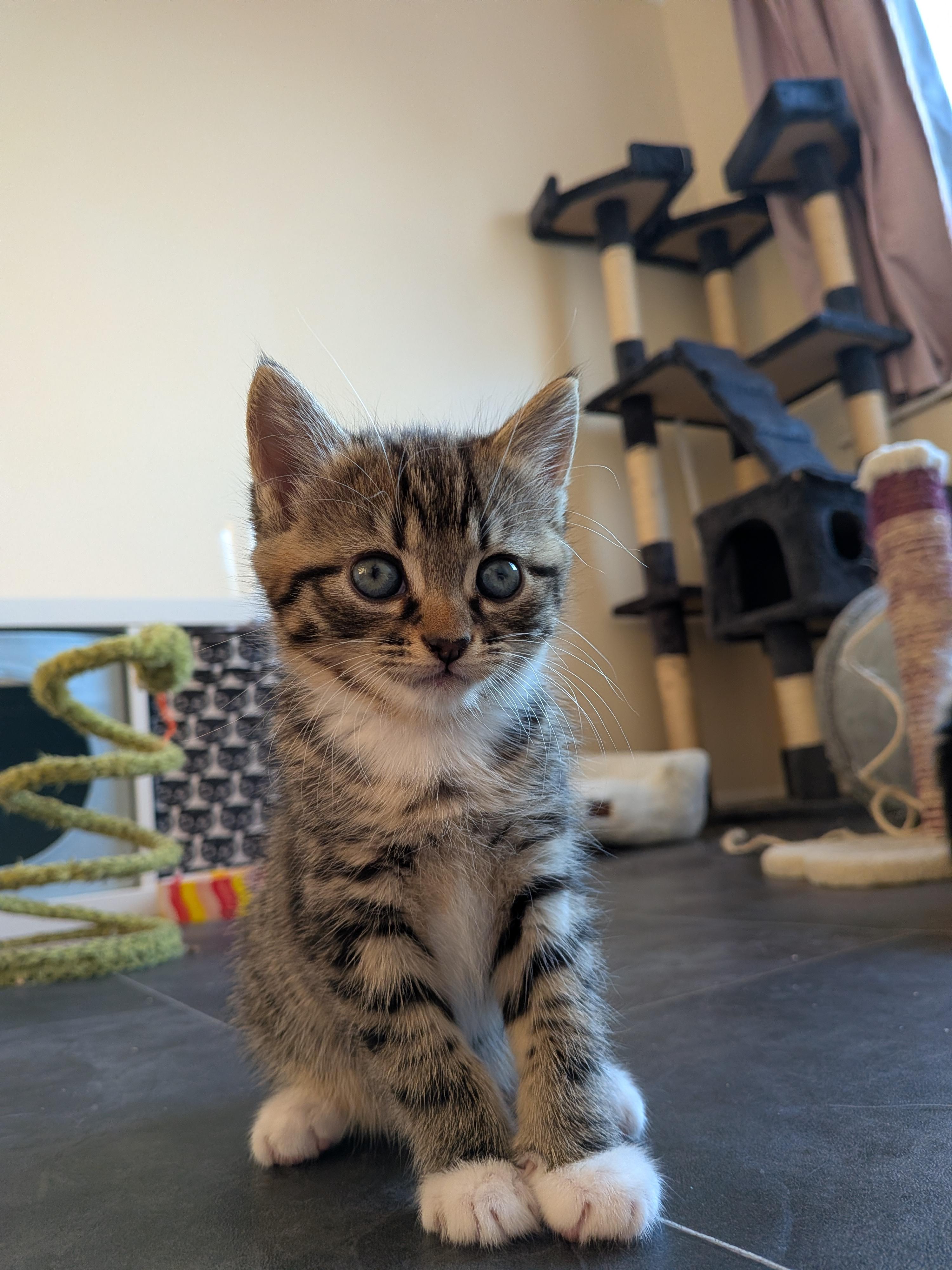 A tabby and white kitten
