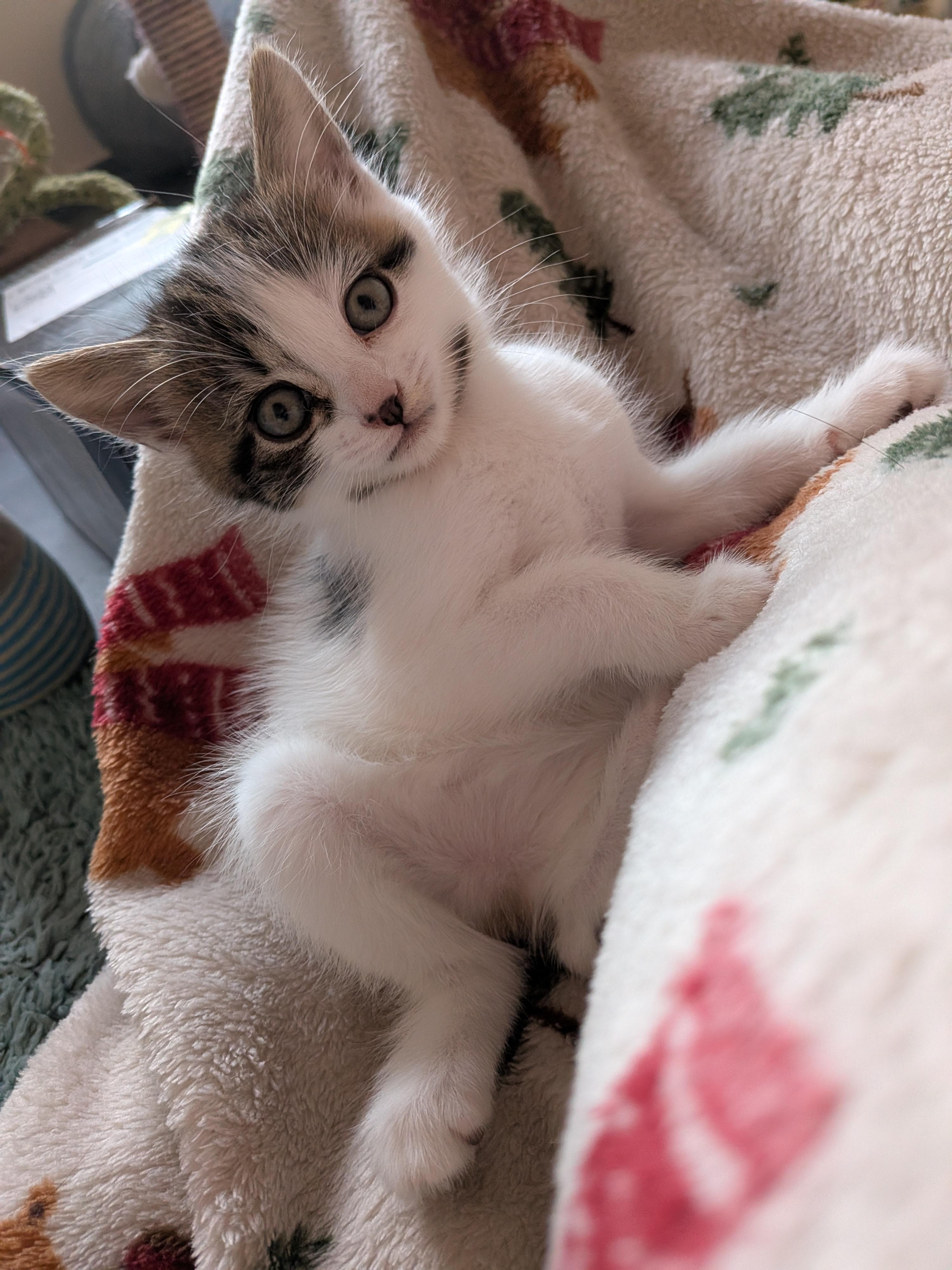 A white and tabby kitten 