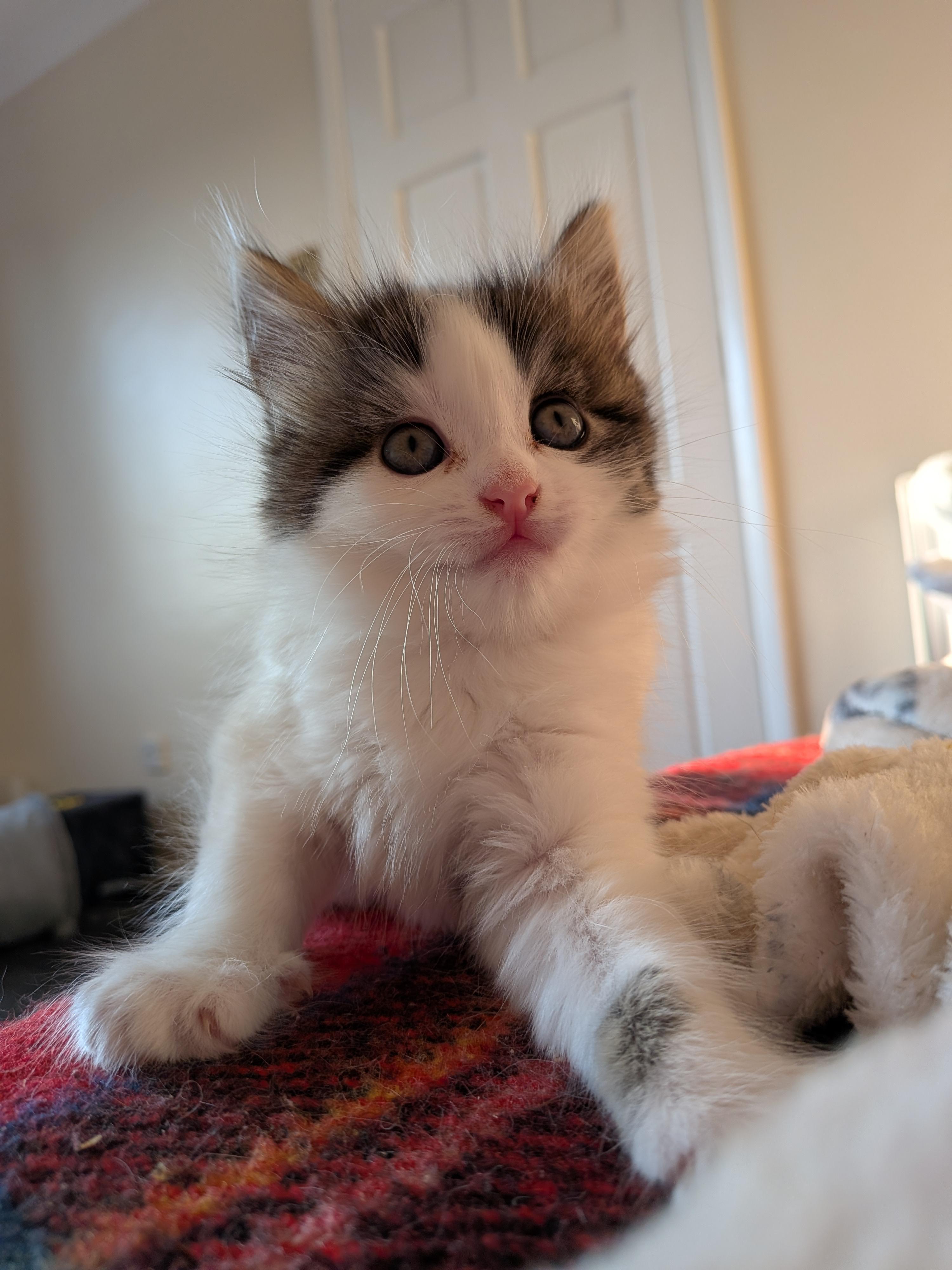 A fluffy white and tabby kitten reaches for the camera
