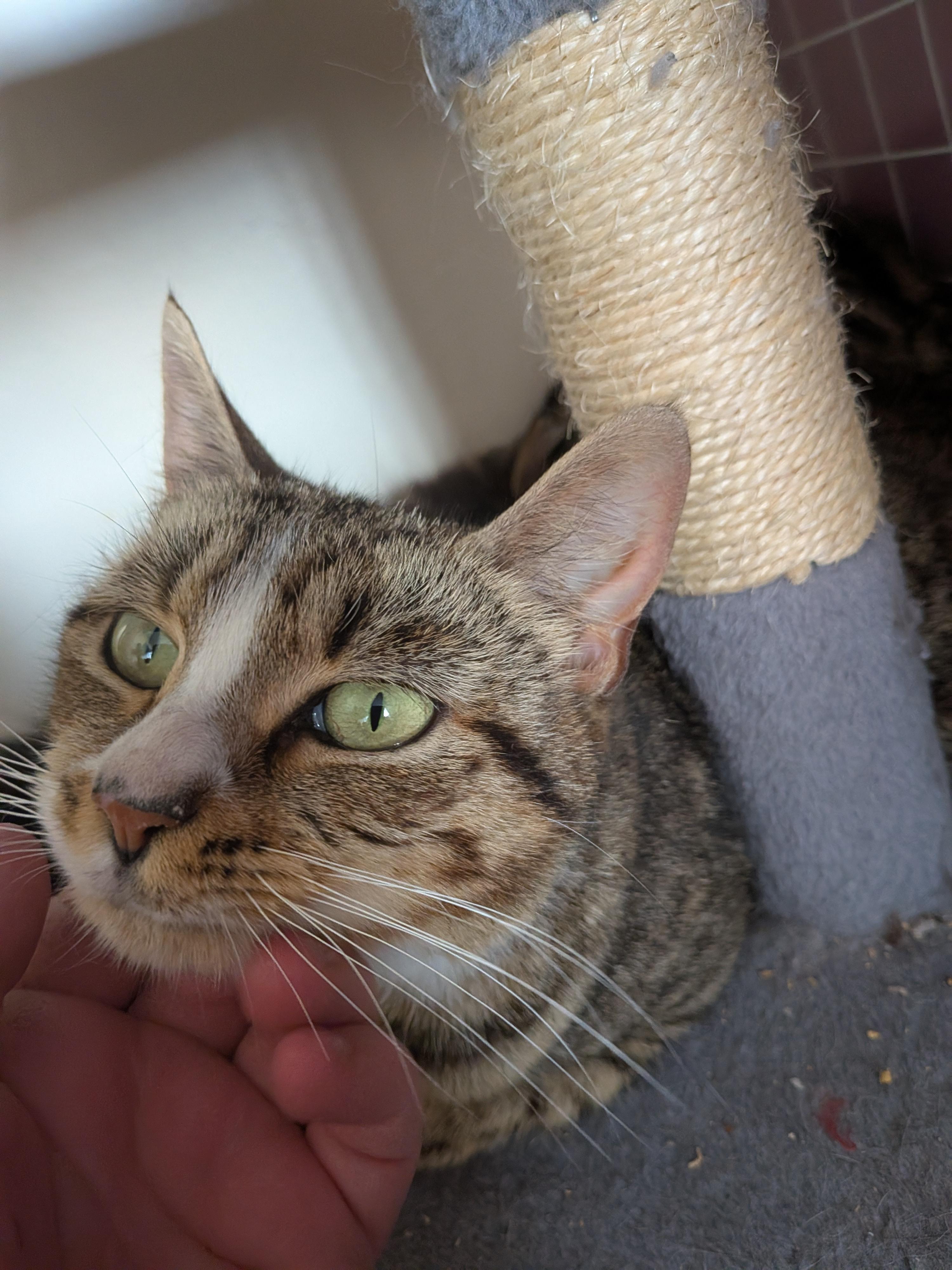 A tabby and white cat enjoys a chin scratch