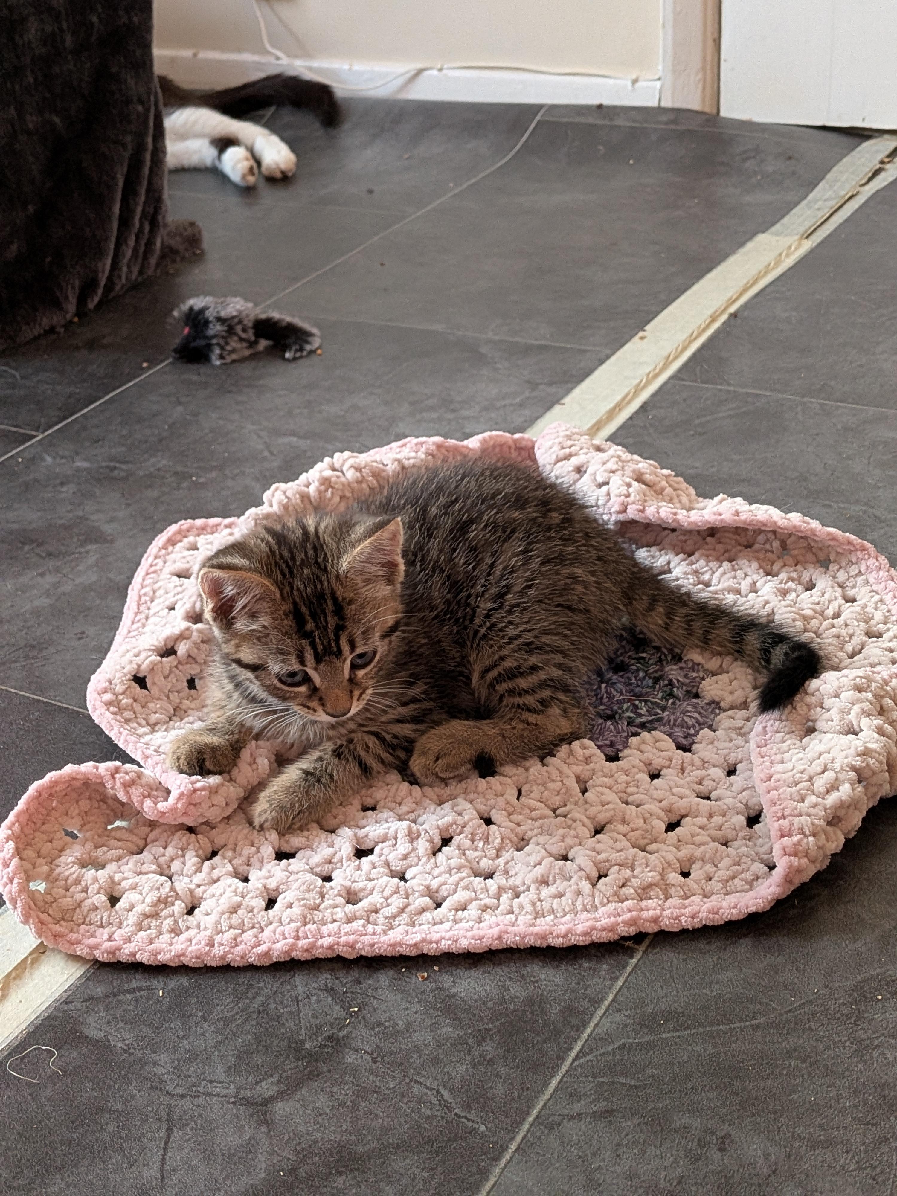 A tabby kitten plays on a blanket