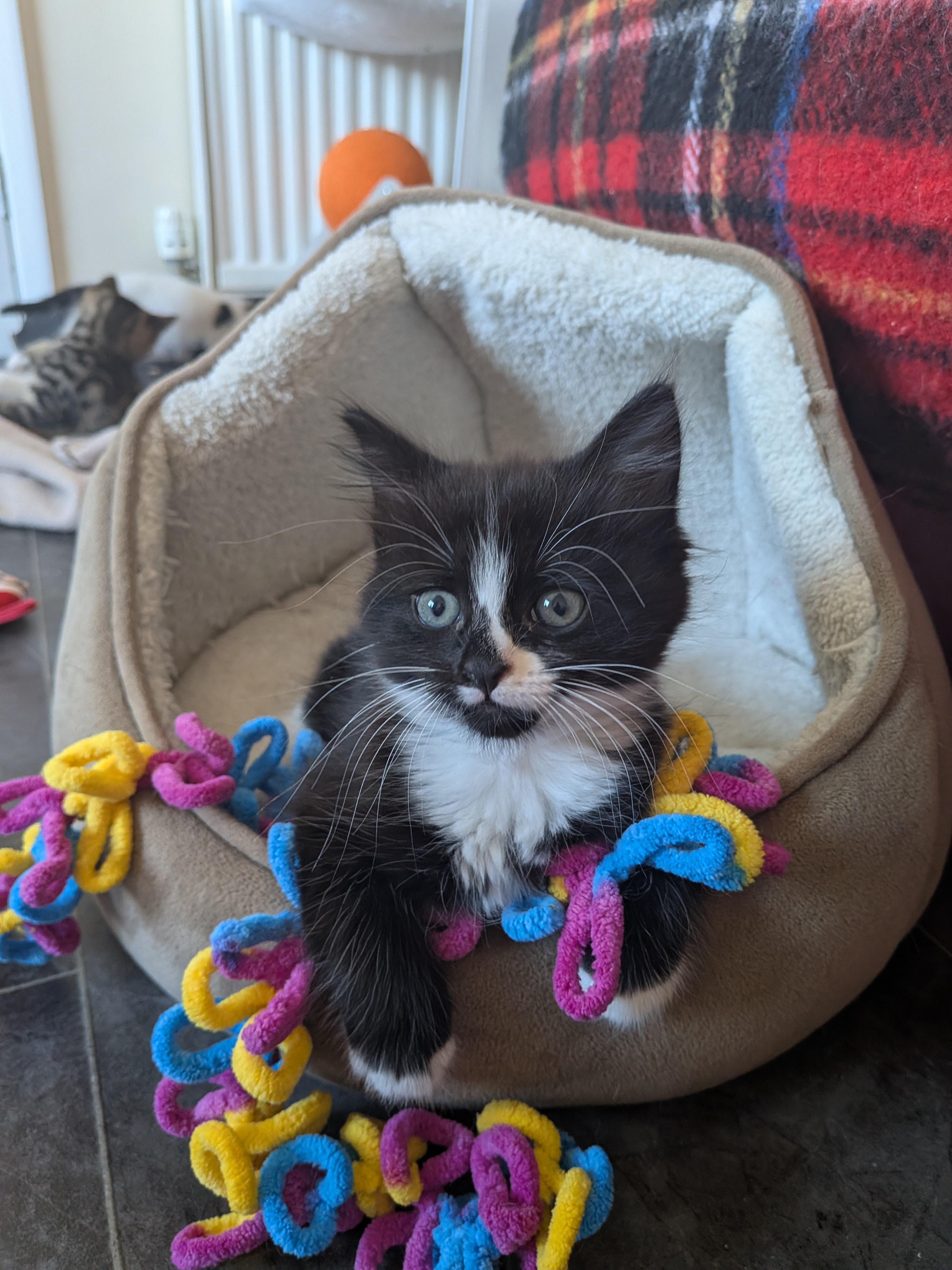 A black and white kitten