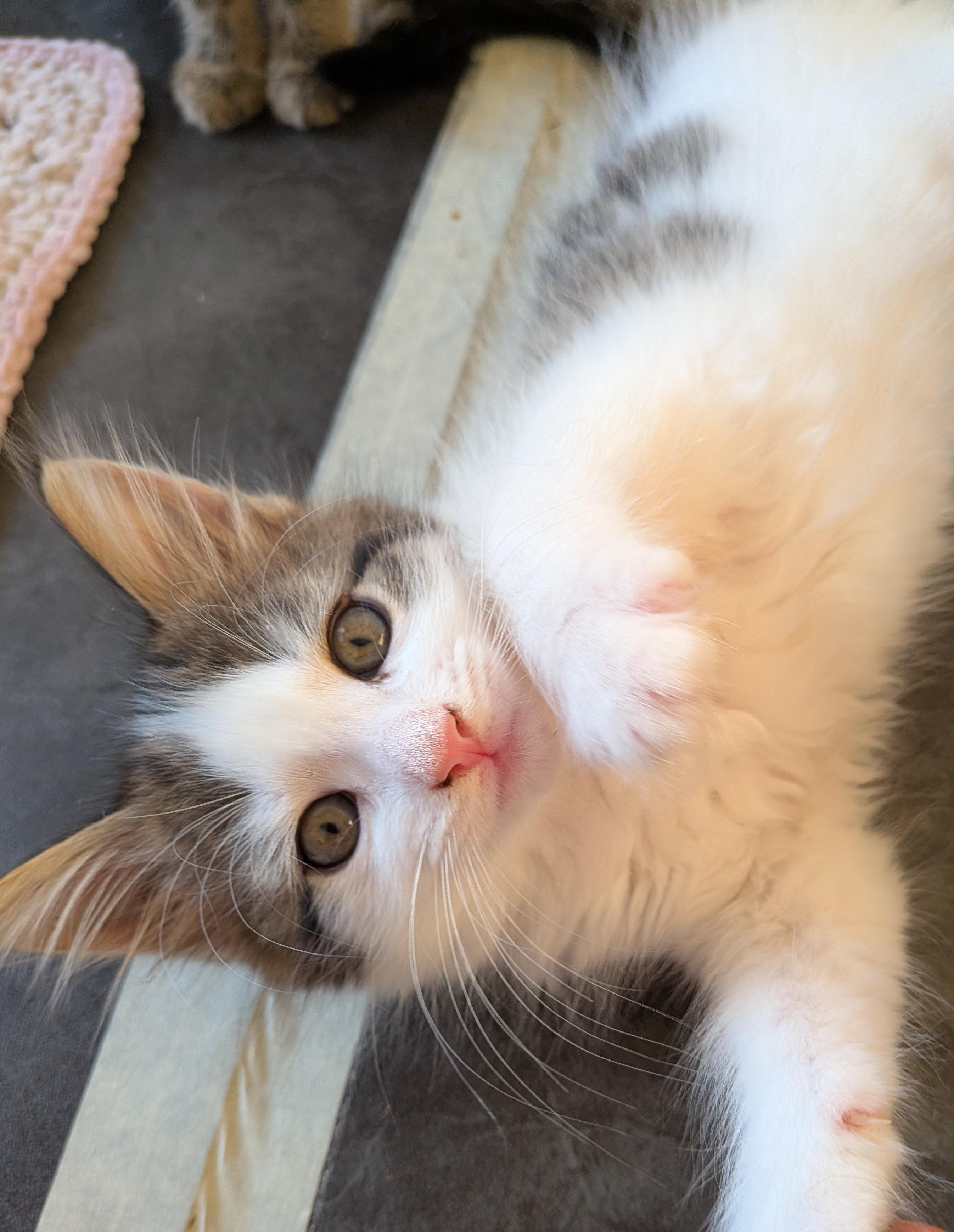 A white and tabby kitten