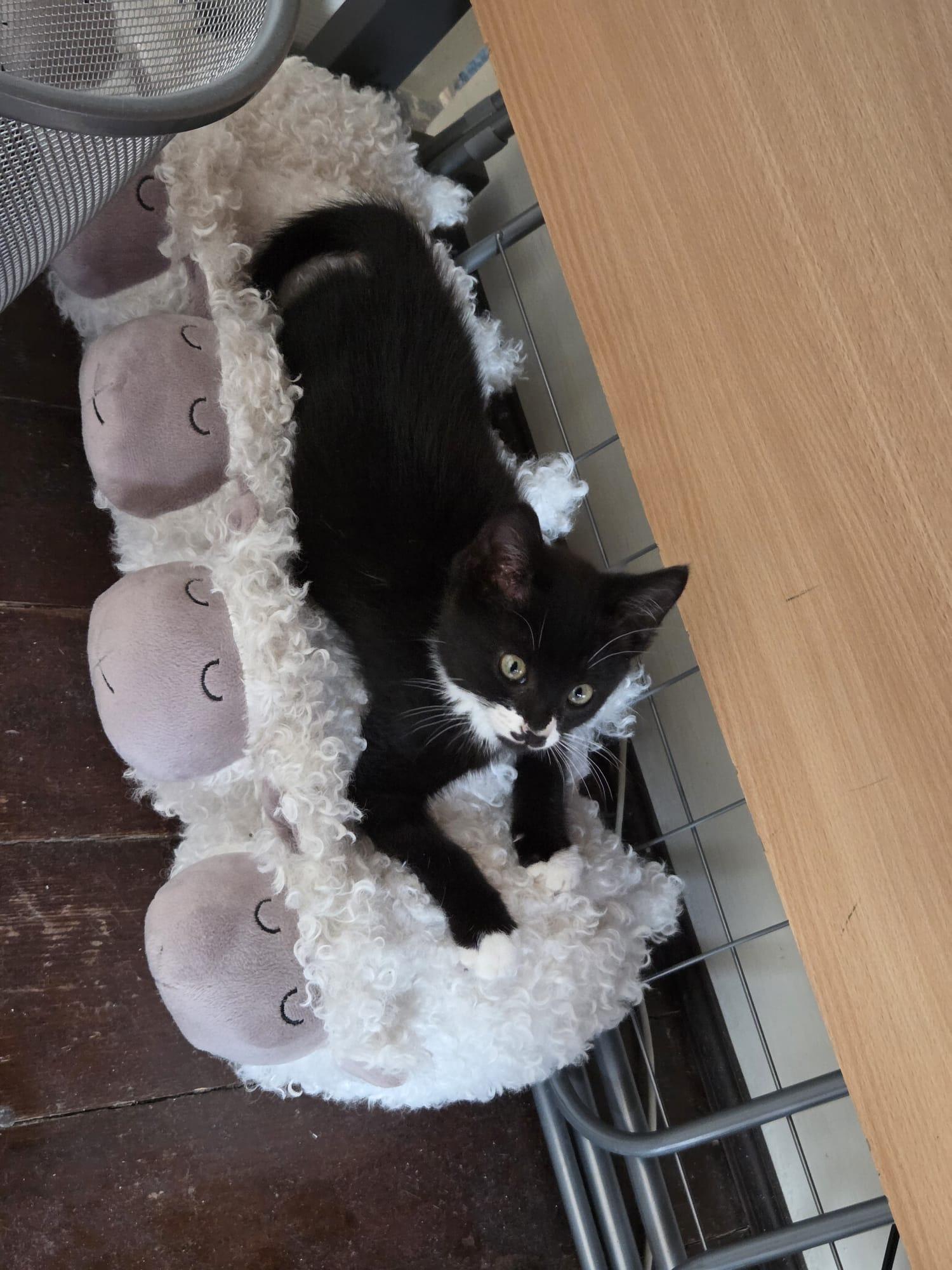 A black and white cat lays down