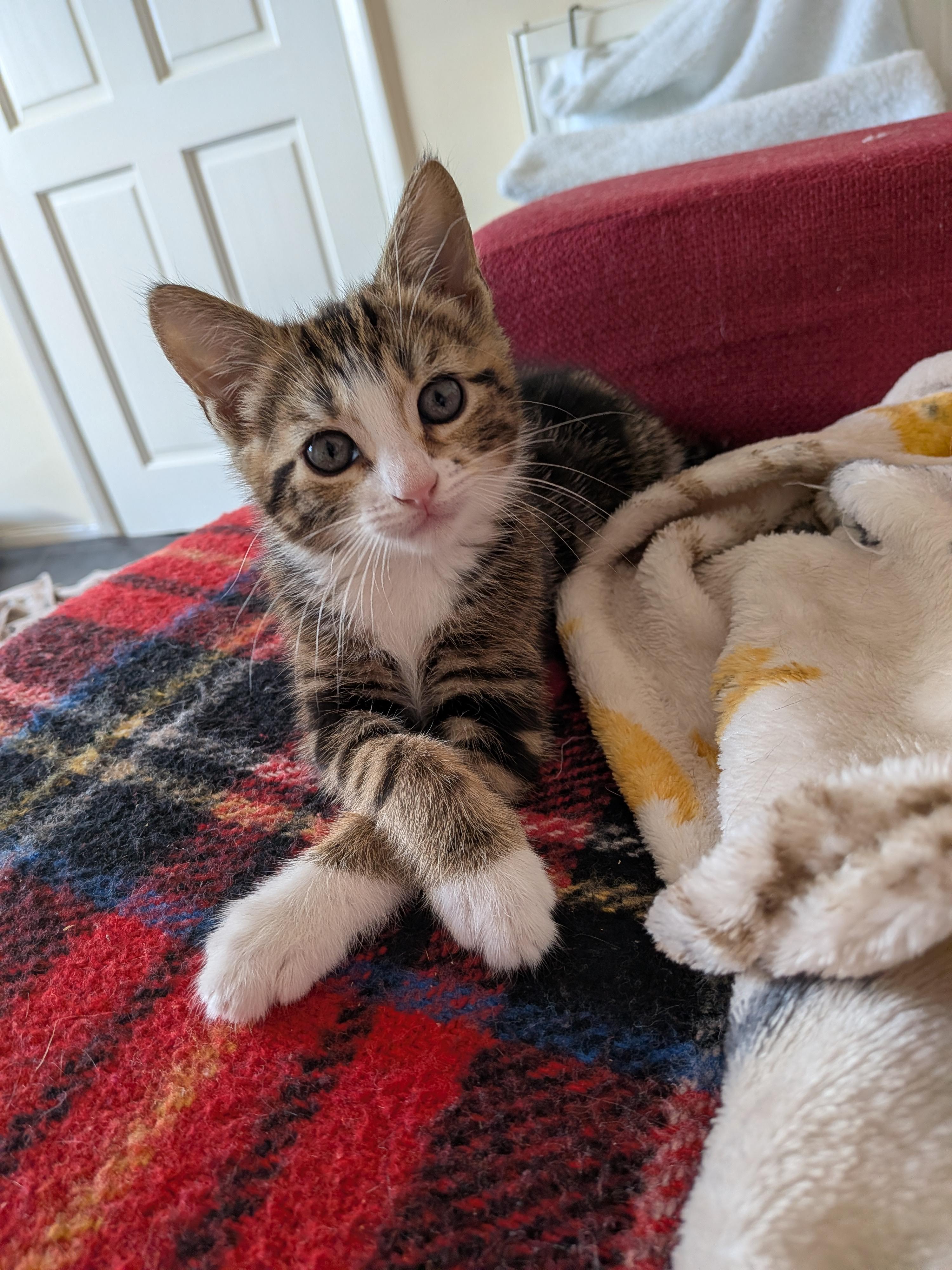 A tabby and white cat sits with his paws crossed 