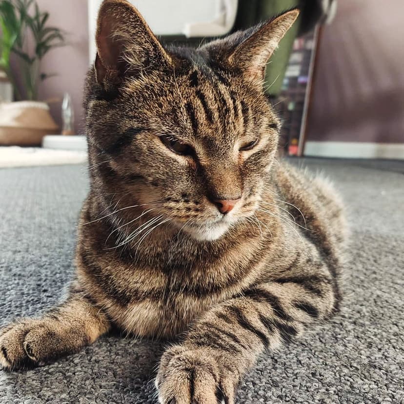 Alfie, the cat the rescue is named after